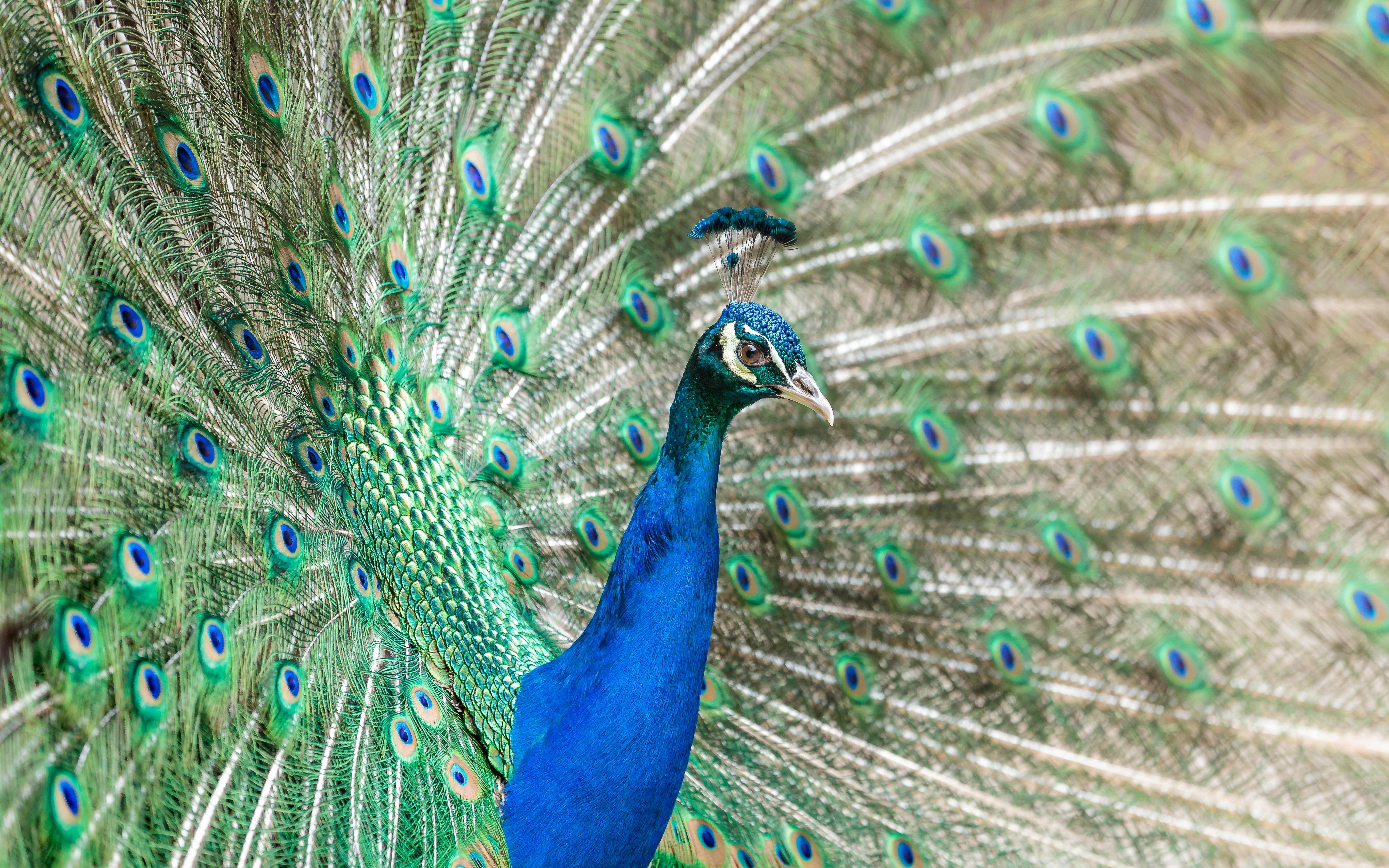 depth photography of blue and green peacock